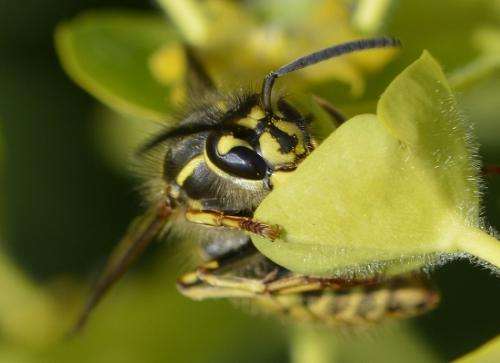 Réf. 184 379 : Vespula vulgaris